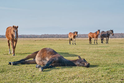 Brown horse sleeps peacefully  lying on grass and snores. herd of horses grazes in pasture