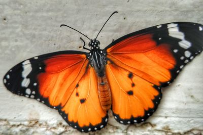 High angle view of butterfly on leaf