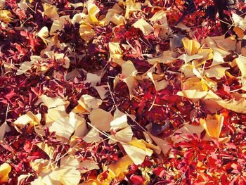 Full frame shot of red leaves