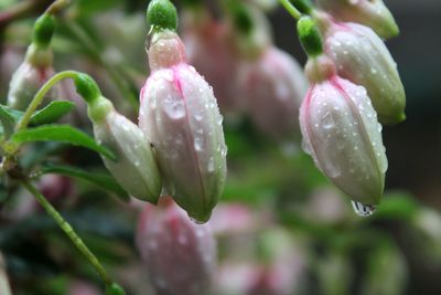 Close-up of raindrops on pink flower