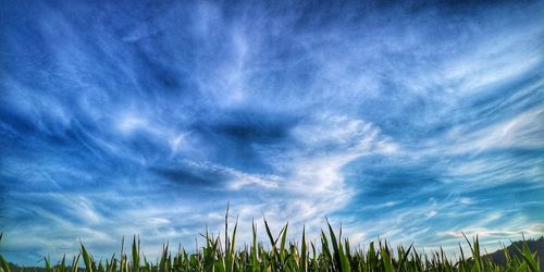 Low angle view of crops growing on field against sky