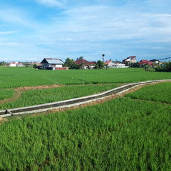 Scenic view of agricultural field against sky