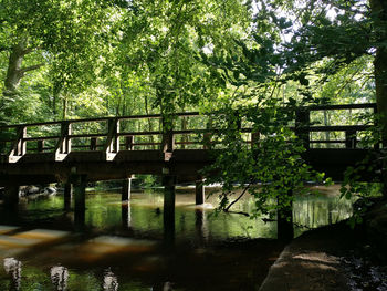 Bridge over river in forest