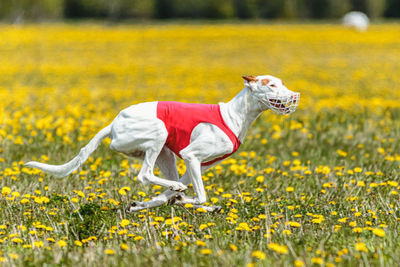 Portrait of dog running on field