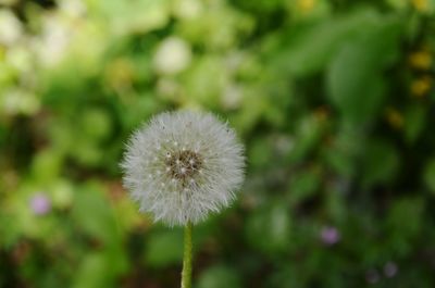 Close-up of dandelion flower on field