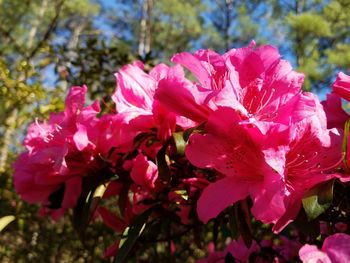 Close-up of pink flowers