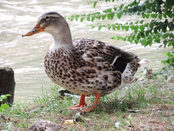 Close-up of mallard duck on field