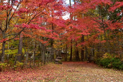 Trees in park during autumn