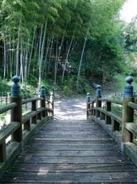 View of wooden footbridge in forest