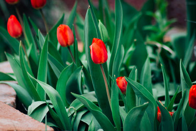 Close-up of red tulip flowers