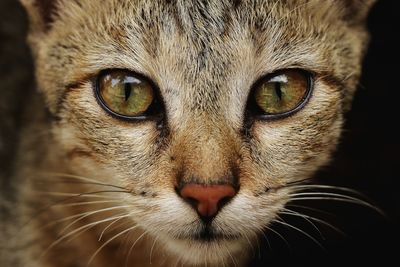 Close-up portrait of cat