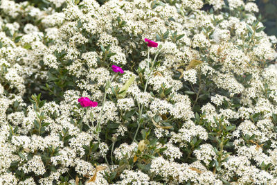 Close-up of flowers blooming outdoors