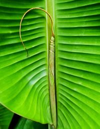 Full frame shot of palm leaves