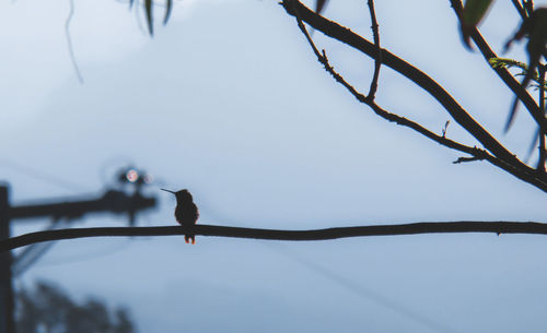 Low angle view of bird perching on tree against sky