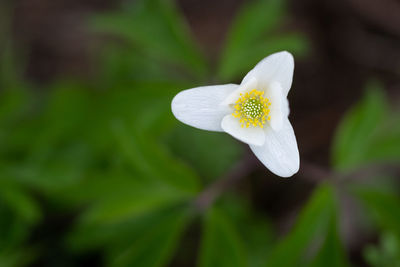 Close-up of white flowering plant