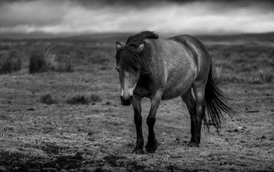 Horse standing on field