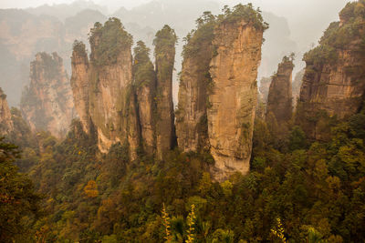 Scenic view of forest