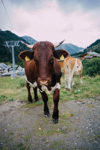 Cows standing on field against sky