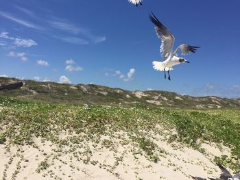 Seagulls flying over sea against sky