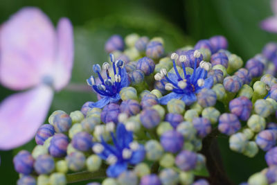 Close-up of purple flowers