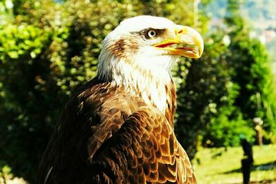 Close-up of a bird