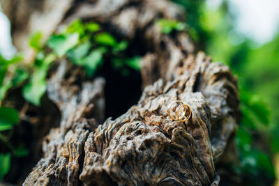 Close-up of dead tree trunk