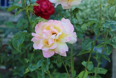 Close-up of rose blooming outdoors