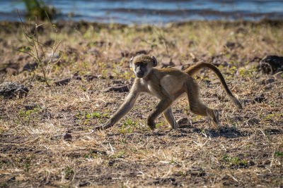 Chacma baboon walking on field