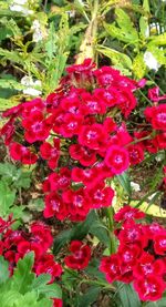 Close-up of red flowering plants