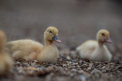 Close-up of duck