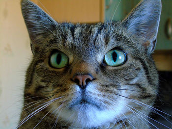 Close-up portrait of cat