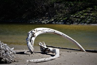 Close-up of animal skull by water