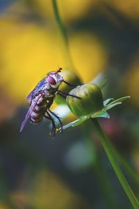 Close-up of insect on flower