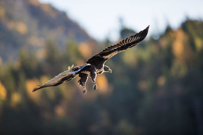 Close-up of eagle flying