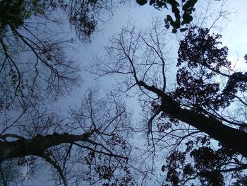 Low angle view of silhouette tree against sky