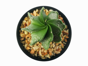 High angle view of succulent plant against white background