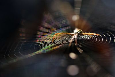 Close-up of spider on web