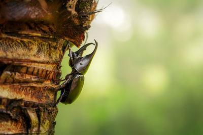 Another climber