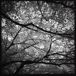 Low angle view of bare trees