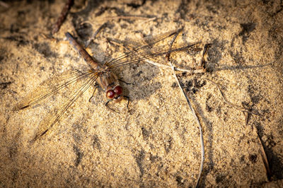 High angle view of insect on land