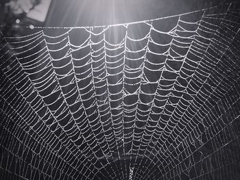 Close-up of spider web