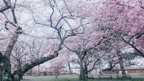 Cherry blossom tree in park