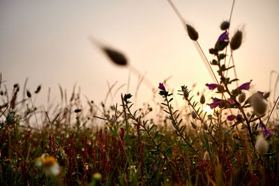 Close-up of flowering plants on field against sky