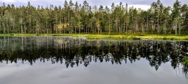 Reflection of trees in lake