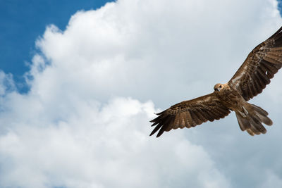 Low angle view of eagle flying against sky