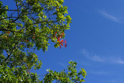 Low angle view of tree against blue sky