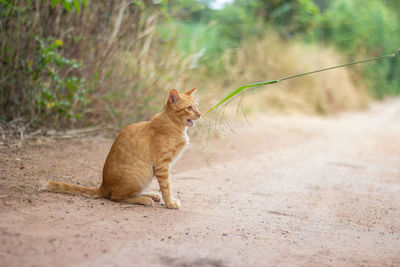 Side view of a cat looking away