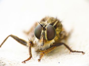 Close-up of spider