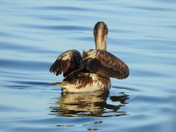 View of duck swimming in lake