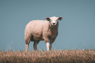 Portrait of sheep standing on field against clear sky